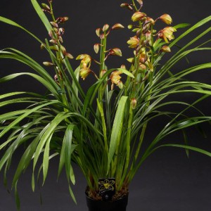 Click to enlarge image 1a-witte-cymbidium.jpg